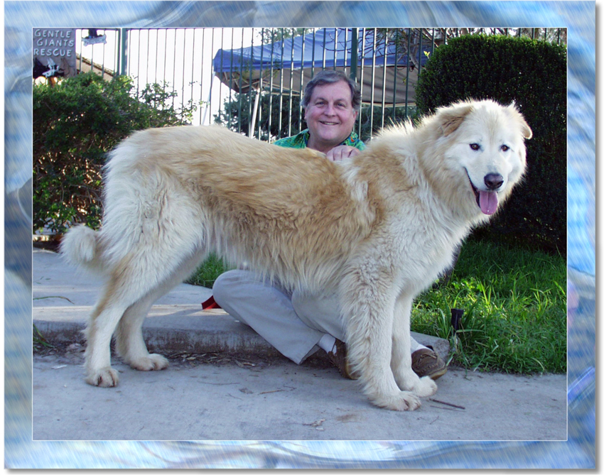 Great Pyrenees Alaskan Husky Mix Anatolian Shepherd Great Pyrenees